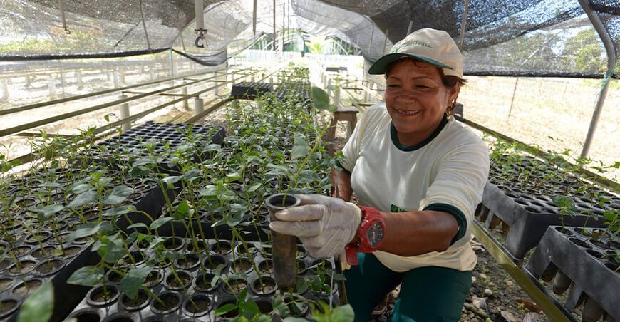 Perú lanza programa de incentivos de hasta S/742 000 para productores de plantaciones forestales