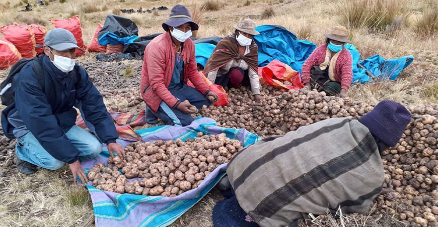 Sierra y Selva Exportadora impulsa comercialización directa de 90 toneladas de papa nativa en Huánuco