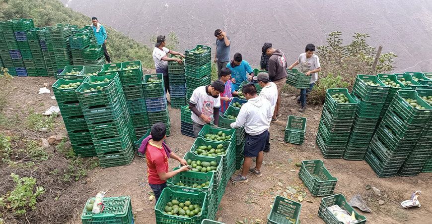 Perú exportación de palta Hass Ancash