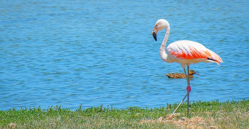 Día Mundial de las Aves Migratorias Southern Perú reafirma compromiso con preservación de los humedales de Ite