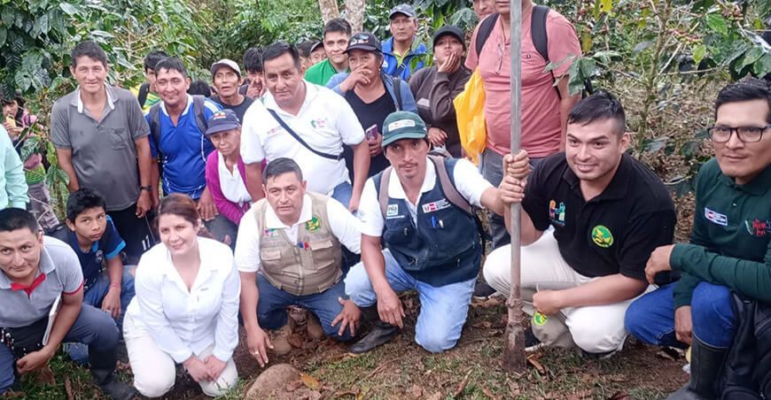 Productores de Umari adoptan tecnologías para mejorar calidad genética del cuy y maíz amiláceo INIA Huánuco Perú