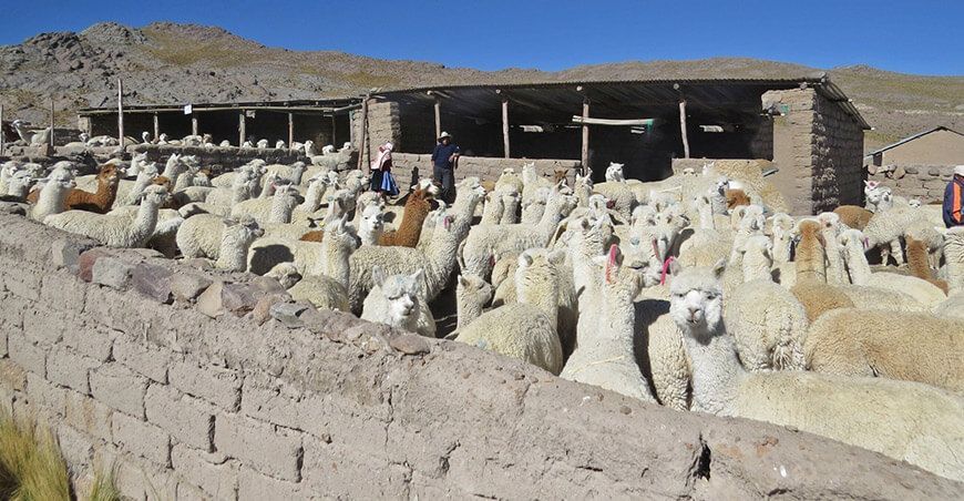 Agro Rural cobertizos alpacas camélidos sudamericanos Perú