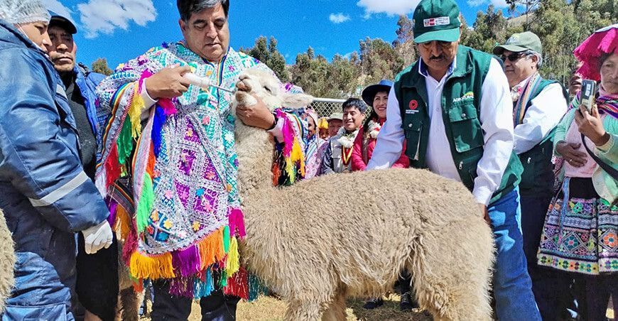 Kits veterinarios dosificación  alpacas Cusco Perú Agro Rural