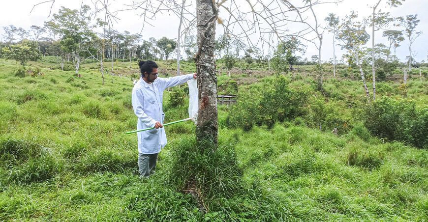 UNTRM investiga la adaptación climática de polinizadores en Amazonas Perú