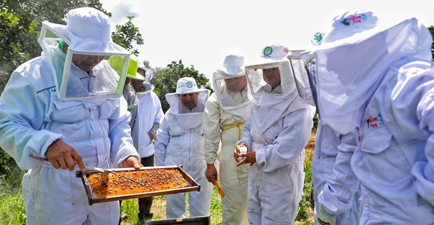 apicultores fortalecen sus capacidades en escuelas de campo en el Vraem crianza de abejas y producción de miel