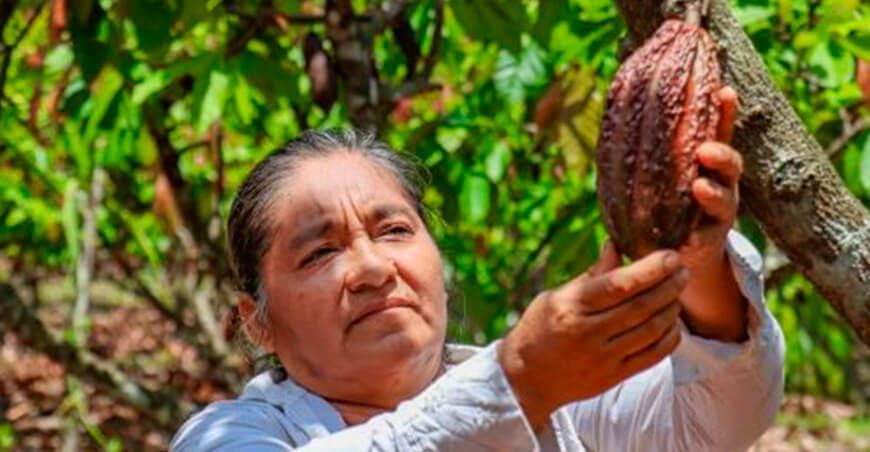 De las aulas al cacao La deliciosa historia de doña Delly Neyra Portocarrero comunidad nativa Copal Sacha Santa Cruz, en el distrito de San José de Sisa, El Dorado, región San Martín.