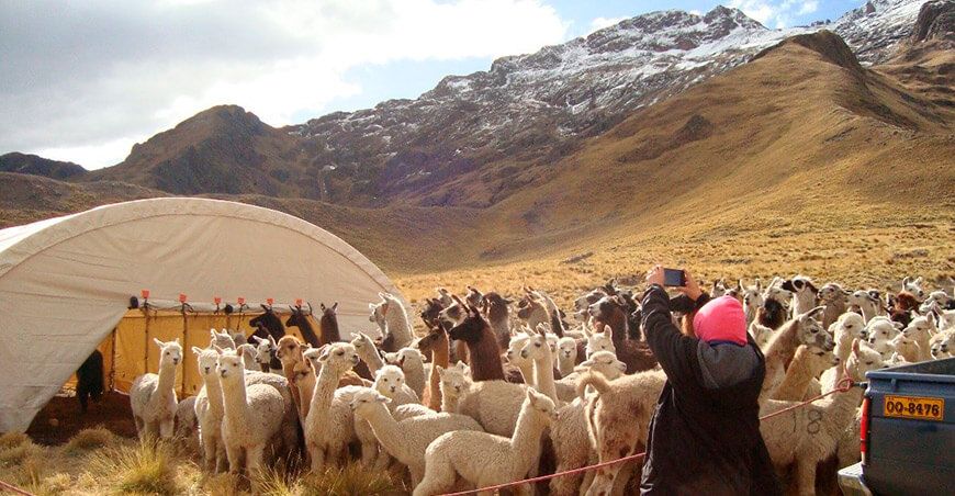 alpacas camélidos sudamericanos Perú