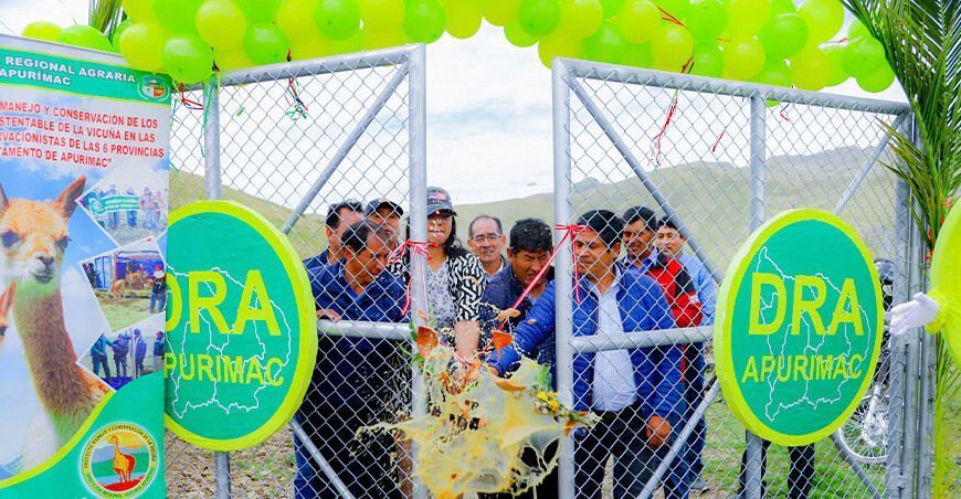 Implementan cerco perimétrico de mil hectáreas para la crianza de vicuñas en Aymaraes Apurímac Perú
