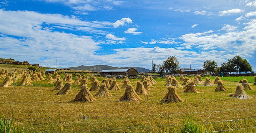 productores cosechan pastos cultivados avena forrajera Cusco Perú