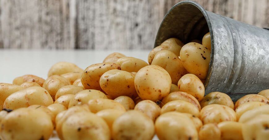 Descubre las enfermedades y plagas que amenazan al cultivo de papa