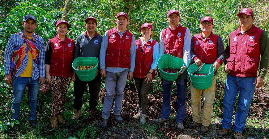 Inician cosecha de café para semilla en Vilcabamba Cusco Perú productores cafetaleros