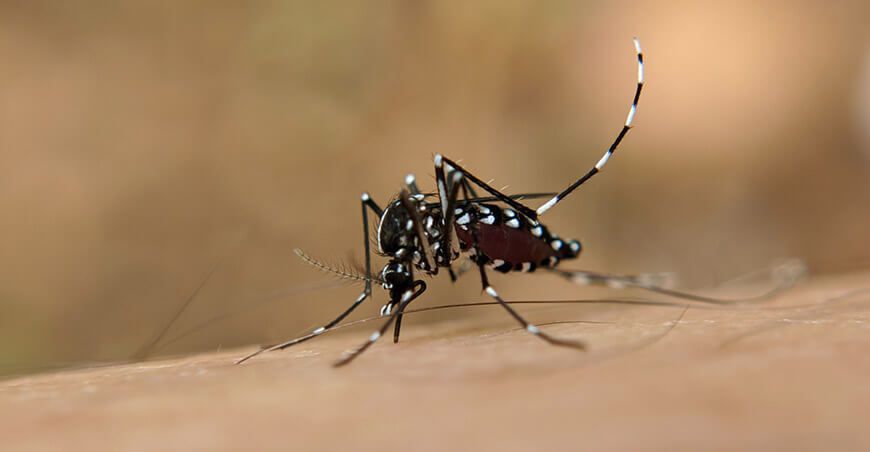 Colegio de Biólogos del Perú alerta sobre insuficiente control del vector del dengue y urge medidas efectivas