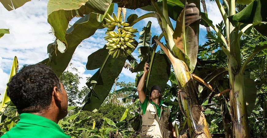 Devida mejorar cadena productiva de plátano en Río Tambo productores Junín