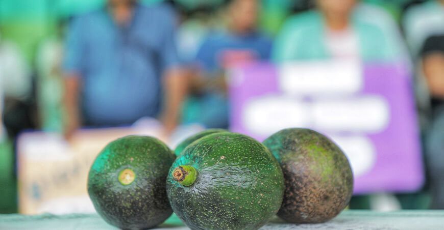 Devida mejorará producción de palta en Huancavelica Perú