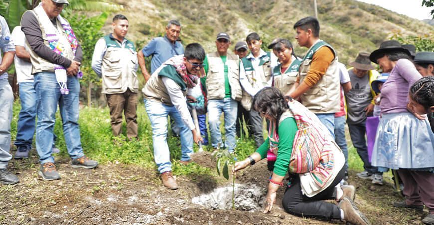 Devida mejorará producción de palta en Huancavelica Perú 