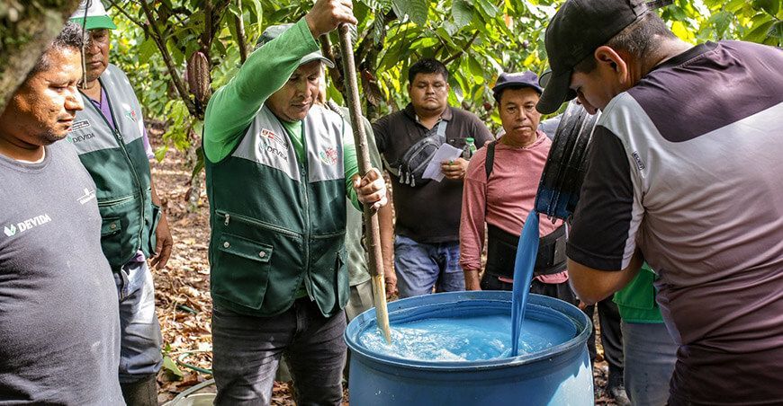 Devida realiza campaña de control de plagas en 4856 hectáreas de cacao productores San Martín Perú