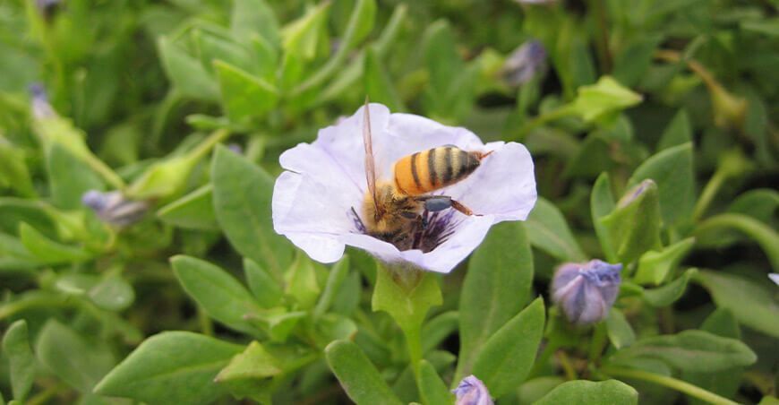 Día Mundial de las Abejas