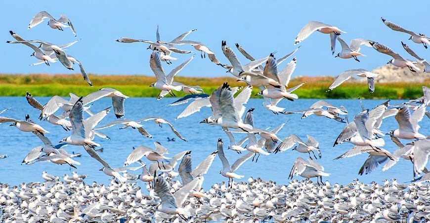 Día Mundial de las Aves Migratorias Southern Perú reafirma compromiso con preservación de los humedales de Ite