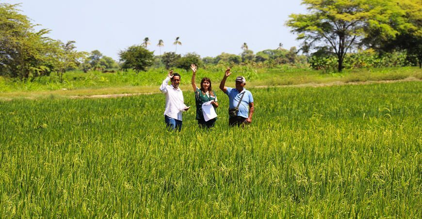Midagri realizará Encuesta de Costos de Producción en 10 regiones del país cultivo de arroz