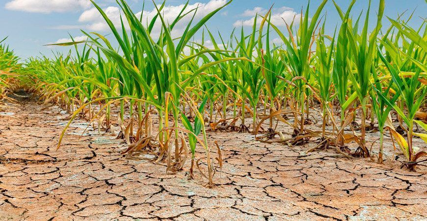 escasez del agua y huella hídrica en el cultivo de maíz Perú