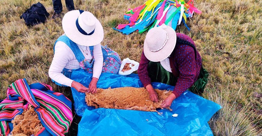 Puno da inicio al tradicional chaccu de vicuñas en la comunidad de Santa Ana de Tarucani fibra de vicuña Perú