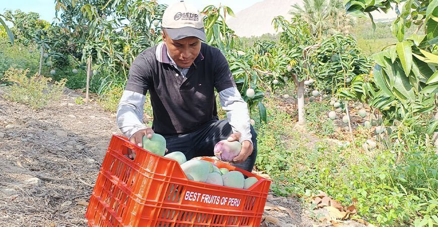 exportación de mango Sedir Ancash Perú
