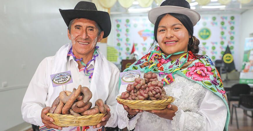 Exhibirán más de 400 variedades de papas nativas en el distrito de Comas Junín Perú