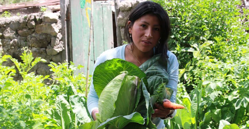 Más de 13 000 familias de Ayacucho y Huancavelica mejoran su calidad de vida con tecnologías productivas de Haku Wiñay productora de hortalizas Perú