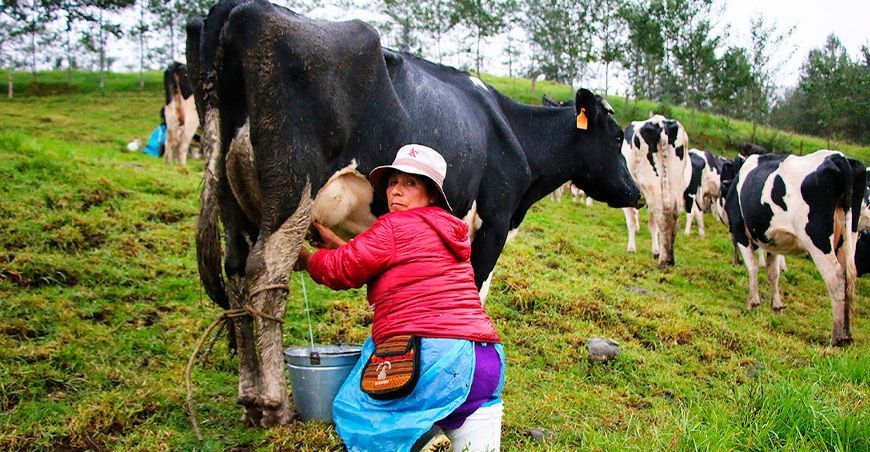 ganadería familiar producción leche y derivados lácteos productora ganadera Perú