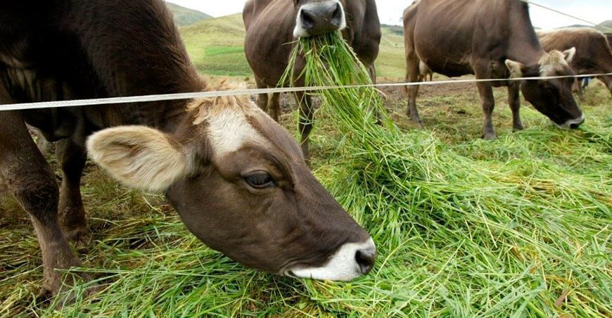 Ganadería sostenible: La clave está en mejorar la alimentación UNALM Perú