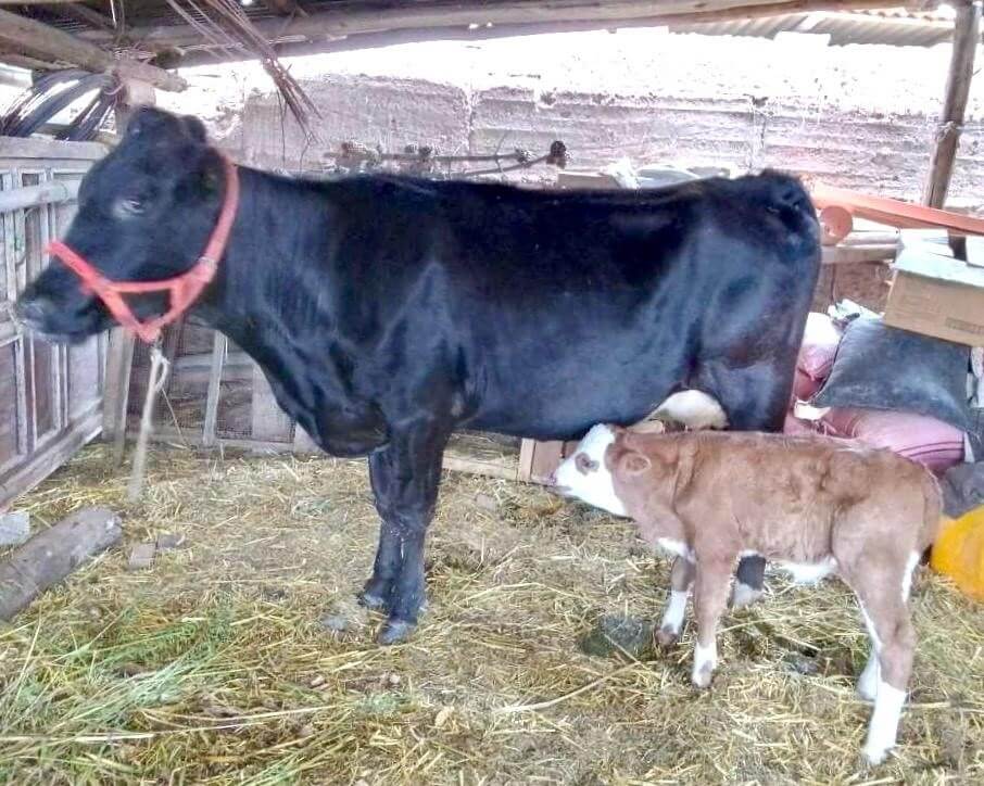 raza Fleckvieh para doble propósito (leche y carne), 
