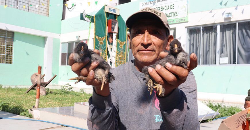 Entregan mil gallinas ponedoras a 100 productores de Ica