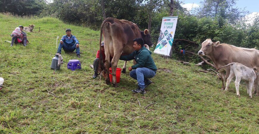 buenas prácticas de ordeño, control y sanidad de la leche de vaca INIA Amazonas Perú