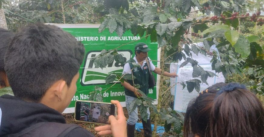 Productores de Umari adoptan tecnologías para mejorar calidad genética del cuy y maíz amiláceo INIA Huánuco Perú