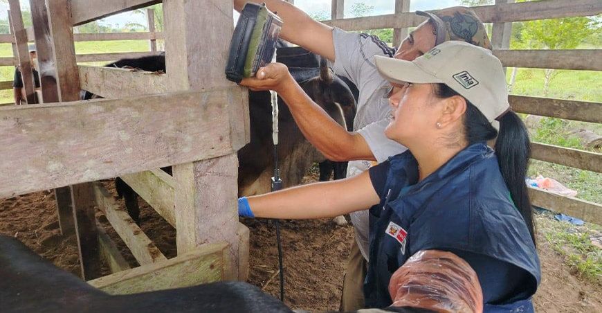 INIA transfirió 630 pajillas de semen de ganado vacuno en productores de Pasco Perú inseminación artificial bovinos 