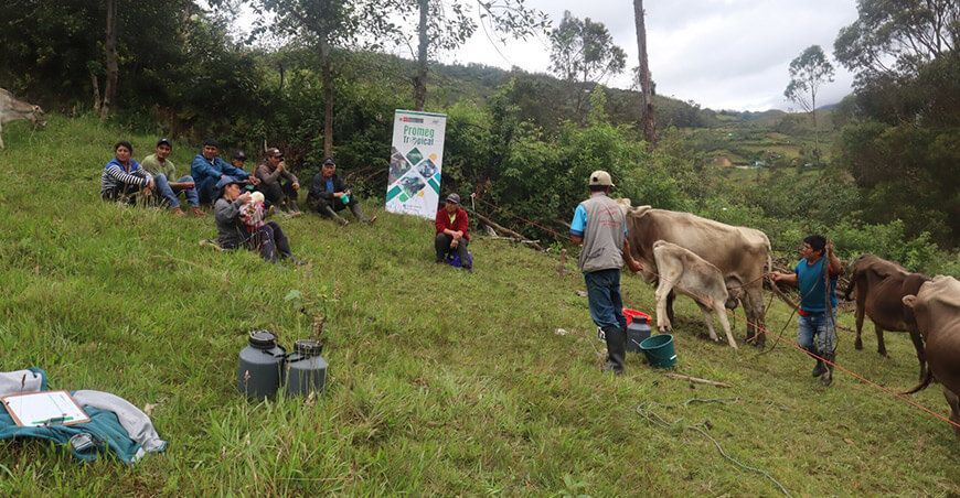 buenas prácticas de ordeño, control y sanidad de la leche de vaca INIA Amazonas Perú