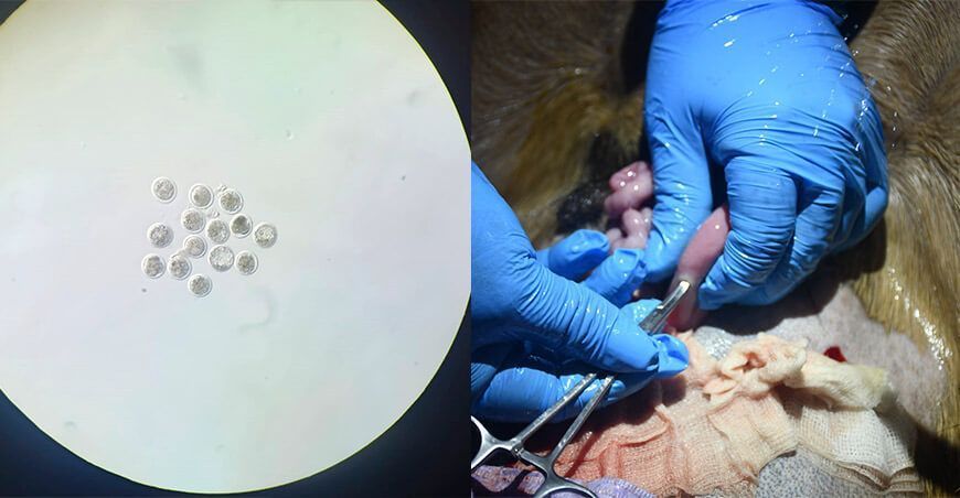 INIA realiza la primera transferencia de embriones in vivo de cabras de alto valor genético Perú