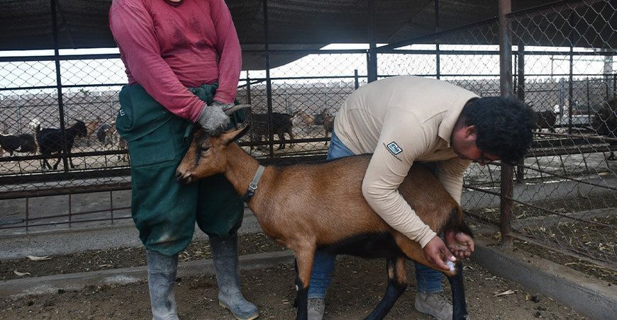INIA realiza la primera transferencia de embriones in vivo de cabras de alto valor genético Perú