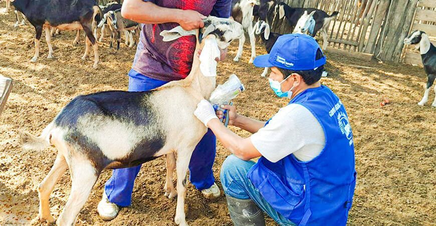 Inmunizaron contra enfermedades a 4546 cabezas de ganado caprino en Marcavelica Piura Perú