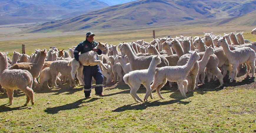21 332 kits veterinarios para proteger a más de 2 millones ovinos y alpacas  Midagri Perú