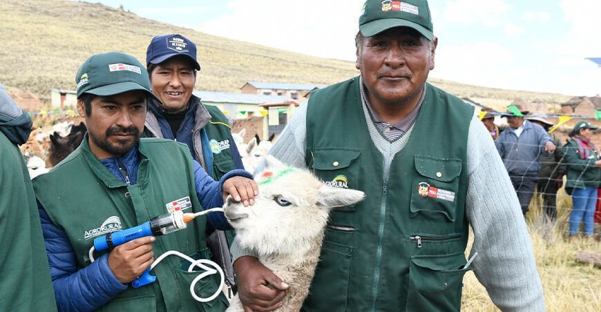 21 332 kits veterinarios para proteger a más de 2 millones ovinos y alpacas Midagri Perú