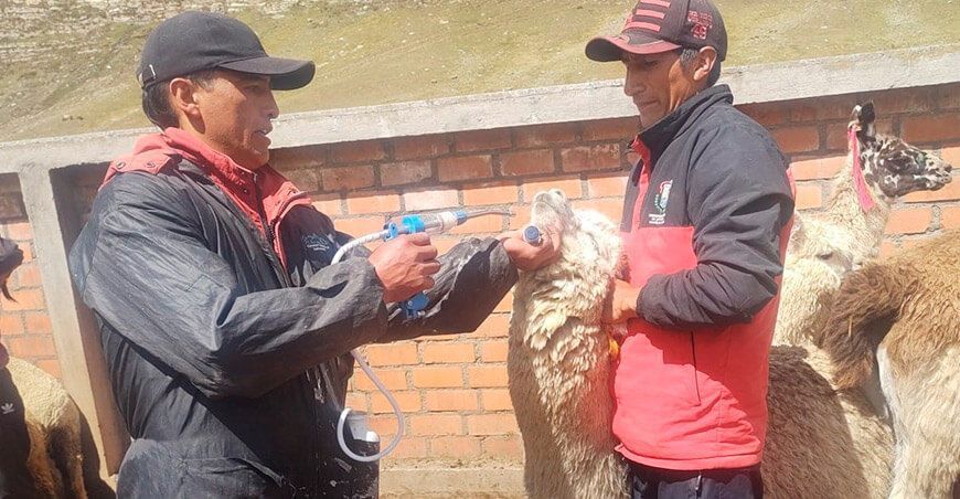 kits veterinarios para proteger al ganado alpacas Junín Perú Agro Rural