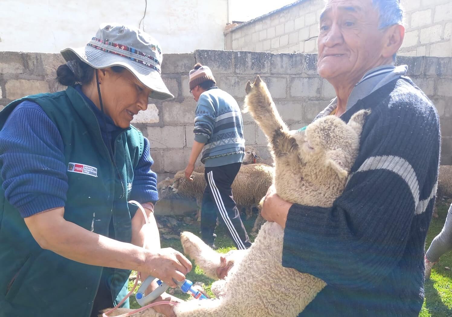 kits veterinarios para proteger al ganado ovinos Junín Perú Agro Rural