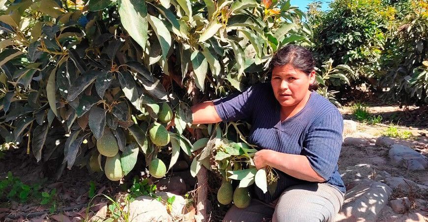 La abogada Norka Apaza decidió incursionar en la agricultura, específicamente en el cultivo de paltas en Tacna Perú