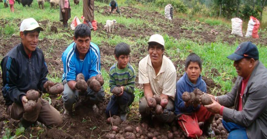Nueva variedad de papa CIP Tarikay será lanzada en agosto próximo Huánuco Perú