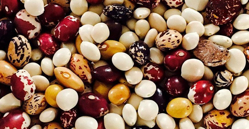 Nuña o frijol reventón, alimento funcional