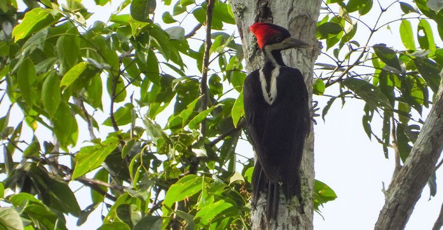 Global Big Day 2024 Perú es el segundo país del mundo con mayor número de aves avistadas en un día