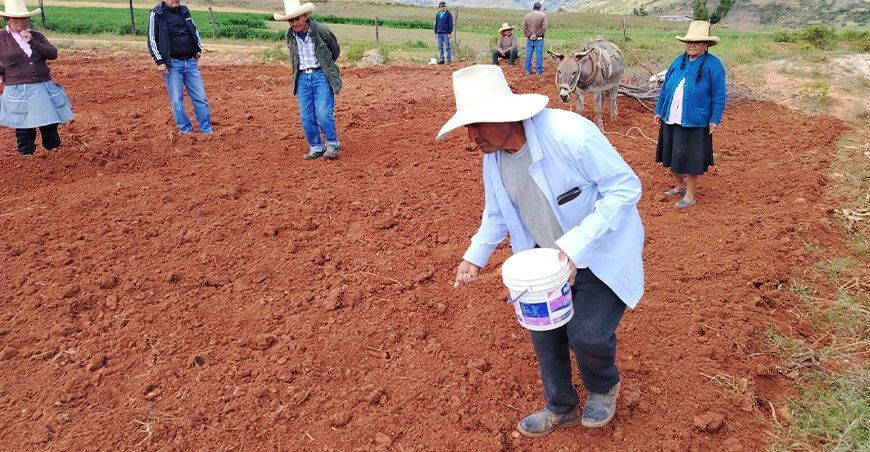INIA instala parcela demostrativa para incrementar producción de alfalfa con alta calidad genética en Cajamarca Perú