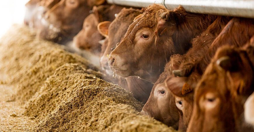 consejos para mejorar la trazabilidad alimentaria en la industria ganadera de vacunos Perú