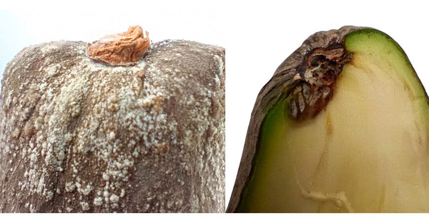 Desafíos sanitarios en el cultivo de palta Fuerte